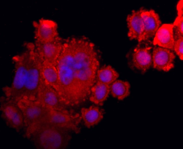 Anti-XBP1 Antibody (8M292)
