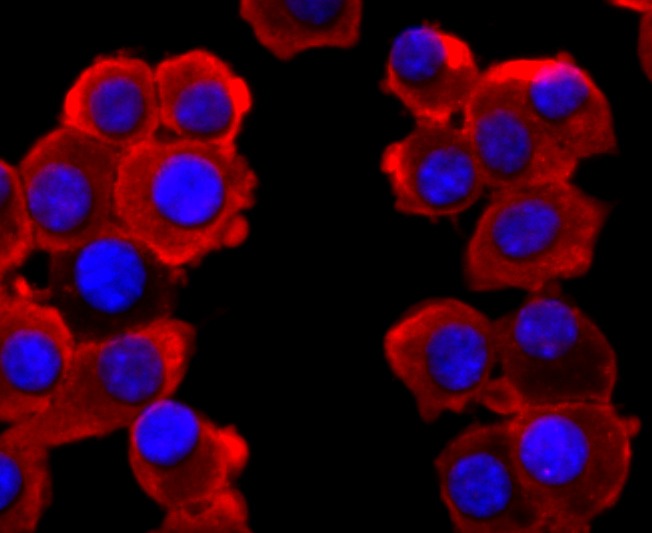Anti-VAMP2 Antibody (1D488)