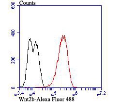 Anti-Wnt2b Antibody (5C251)