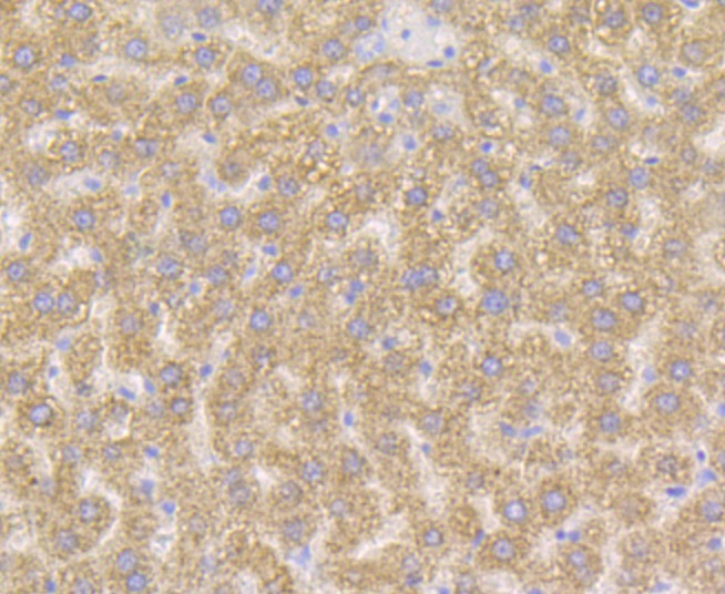 Anti-XDH Antibody (7F885)