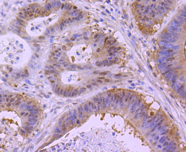 Anti-XBP1 Antibody (8M292)