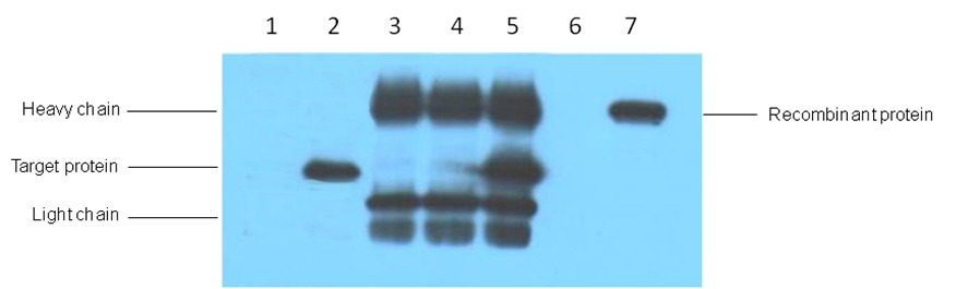 Anti-V5 tag Antibody (1D3)