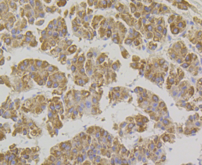 Anti-XDH Antibody (7F885)