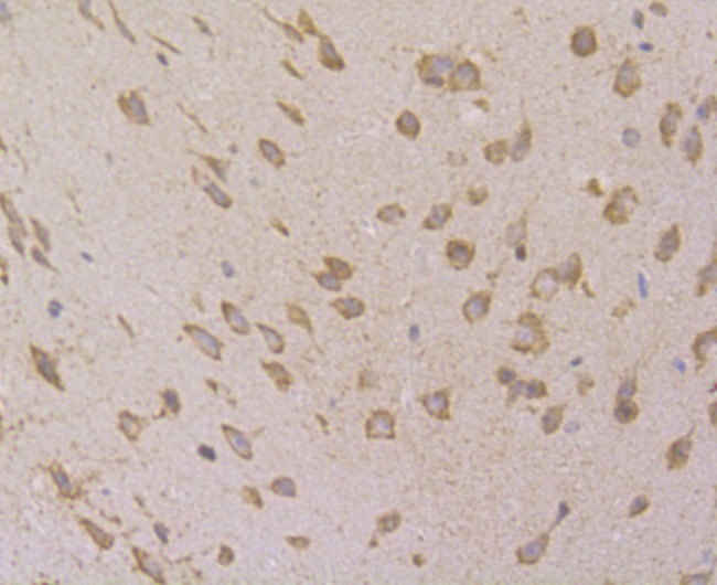 Anti-VAMP1 Antibody (9I639)