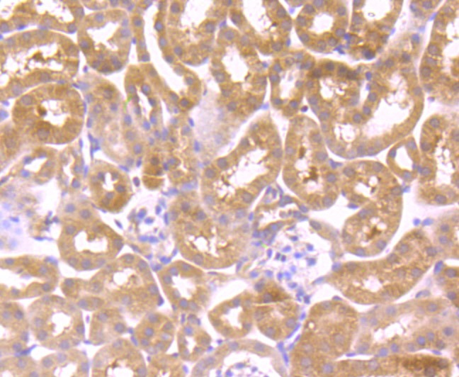 Anti-Wnt2b Antibody (5C251)