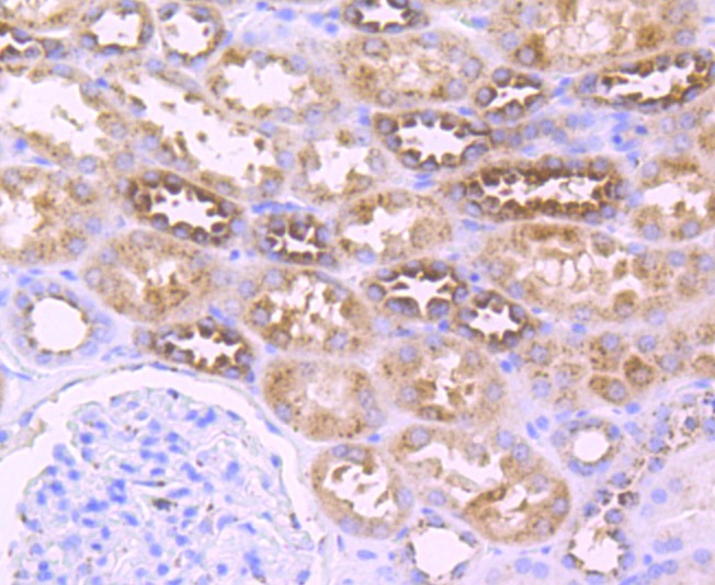 Anti-XDH Antibody (4C20)
