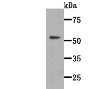 Anti-WSCD2 Antibody (7M244)