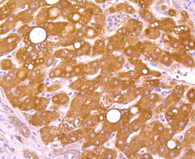 Anti-WSCD2 Antibody (7M244)