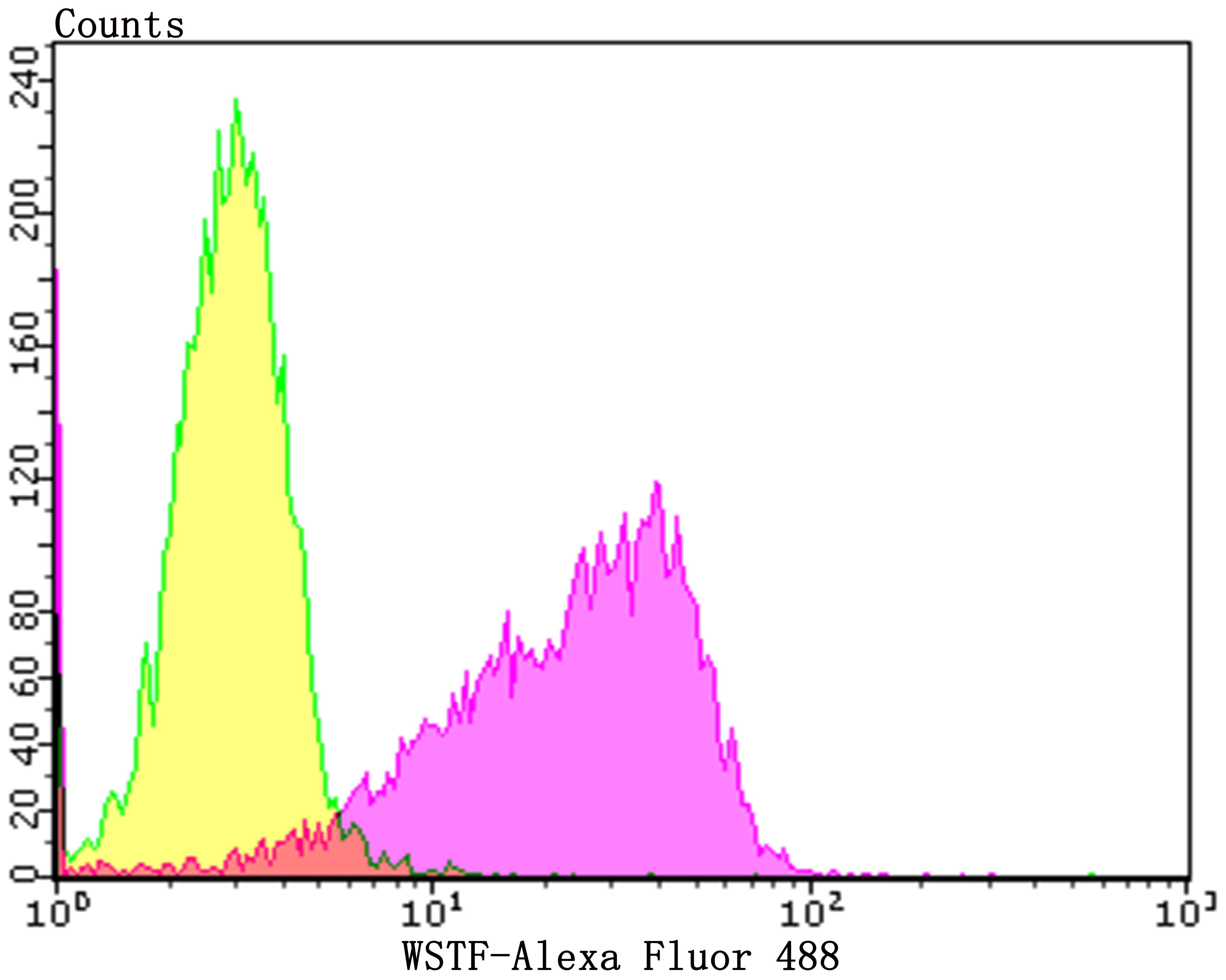 Anti-WSTF Antibody (7C137)