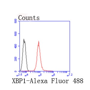 Anti-XBP1 Antibody (8M292)