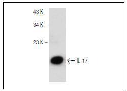 Anti-IL-17A Antibody (4N793)