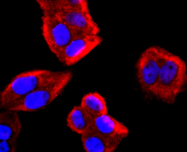 Anti-IL-4 Antibody (1H299)