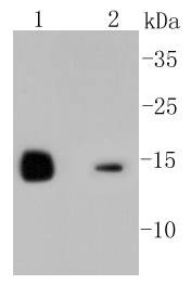 Anti-Lysozyme C Antibody (1Z83)