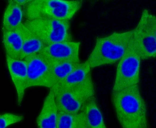 Anti-MAP1LC3A Antibody (4Q42)
