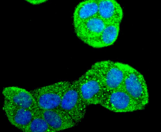 Anti-MRC1 Antibody (6M291)