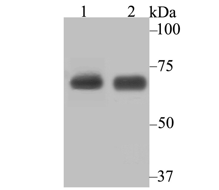 Anti-KARS Antibody (1C183)