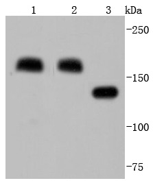 Anti-MRC1 Antibody (6M291)