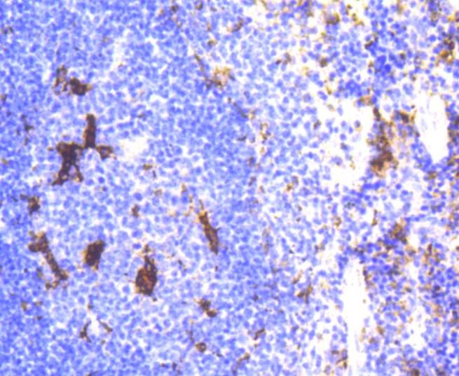 Anti-Lysozyme C Antibody (1Z83)
