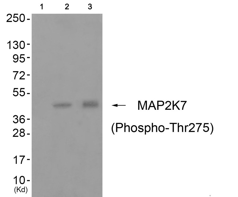 Anti-Phospho-MAP2K7 (Thr275) Polyclonal Antibody