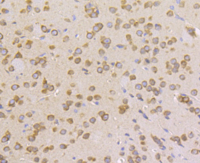 Anti-KARS Antibody (1C183)