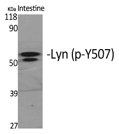 Anti-Phospho-Lyn (Tyr508) Polyclonal Antibody