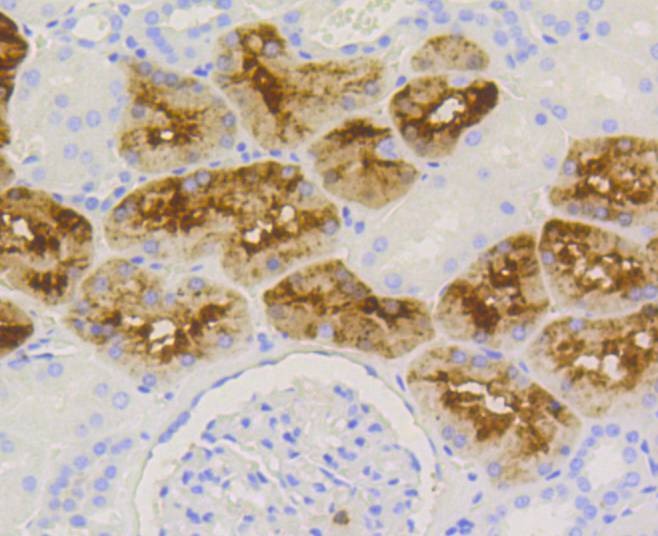 Anti-Lysozyme C Antibody (1Z83)