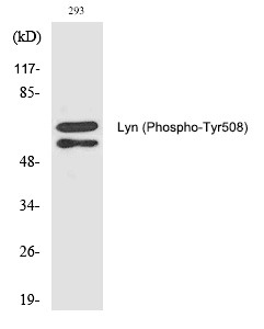 Anti-Phospho-Lyn (Tyr508) Polyclonal Antibody