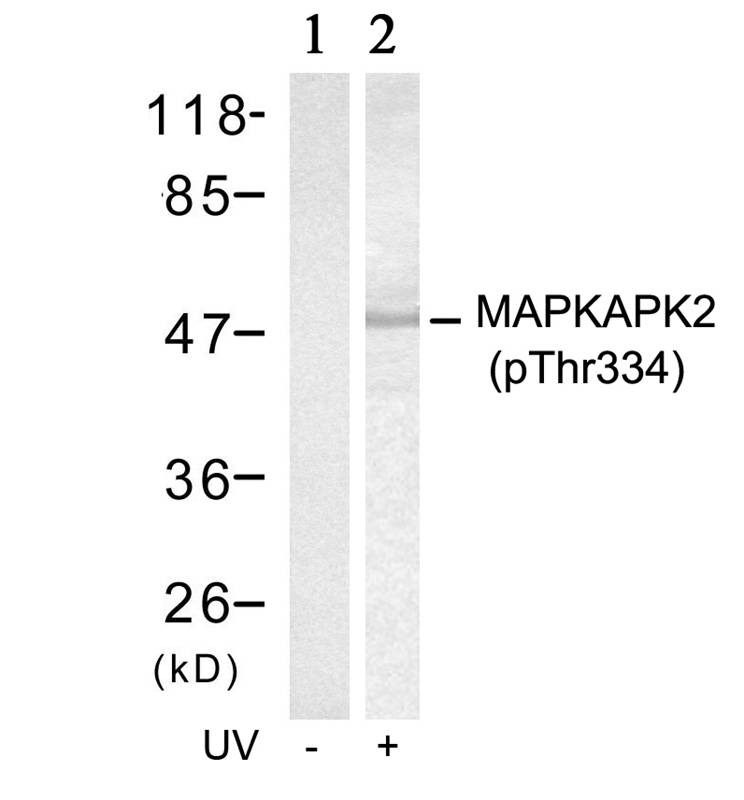 Anti-Phospho-MAPKAPK2 (Thr334) Polyclonal Antibody