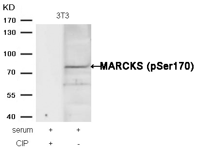 Anti-Phospho-MARCKS (Ser170) Polyclonal Antibody
