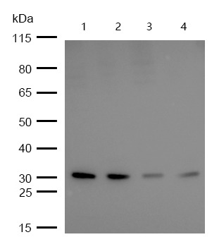Anti-Phospho-MCU (S92) Polyclonal Antibody