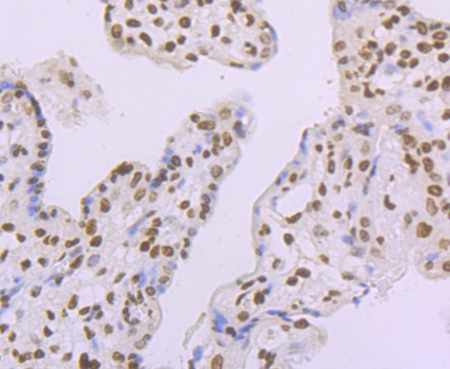 Anti-macroH2A.1 Antibody (7A412)