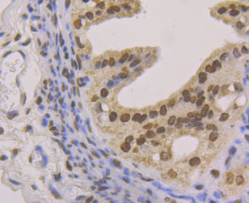 Anti-macroH2A.1 Antibody (7A412)