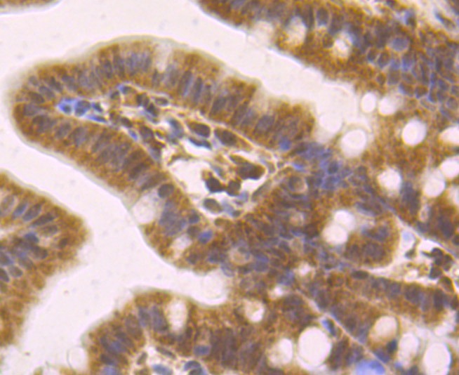 Anti-MAD2L2 Antibody (7W975)