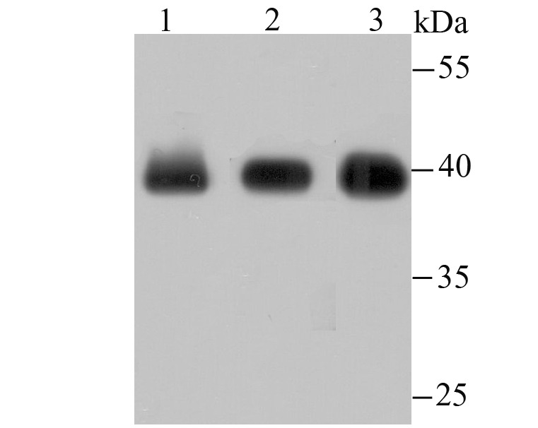Anti-macroH2A.1 Antibody (7A412)