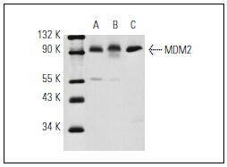 Anti-MDM2 Antibody (6Z692)