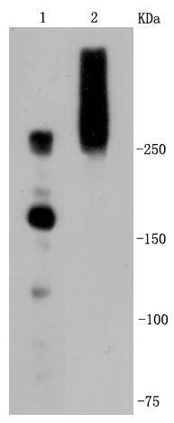 Anti-IGF2R Antibody (3T816)