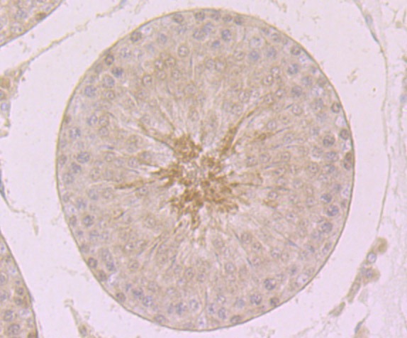 Anti-MCM3 Antibody (3T338)