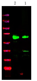 Anti-Phospho-MAP3K2 (Ser520) Polyclonal Antibody
