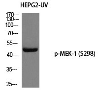 Anti-Phospho-MAP2K1 (Ser298) Polyclonal Antibody