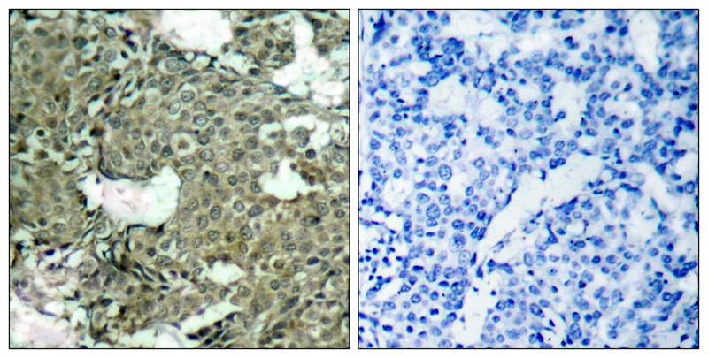Anti-Phospho-MAP2K1 (Ser221) Polyclonal Antibody