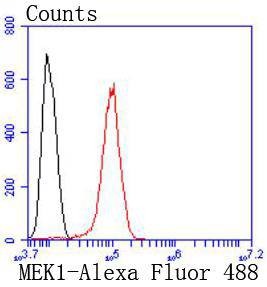 Anti-MAP2K1 Antibody (3D339)