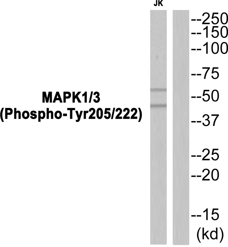 Anti-Phospho-MAPK1/3 (Tyr205/222) Polyclonal Antibody