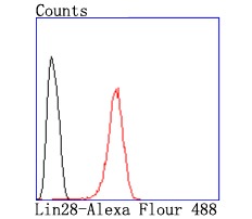 Anti-LIN28A Antibody (9B112)
