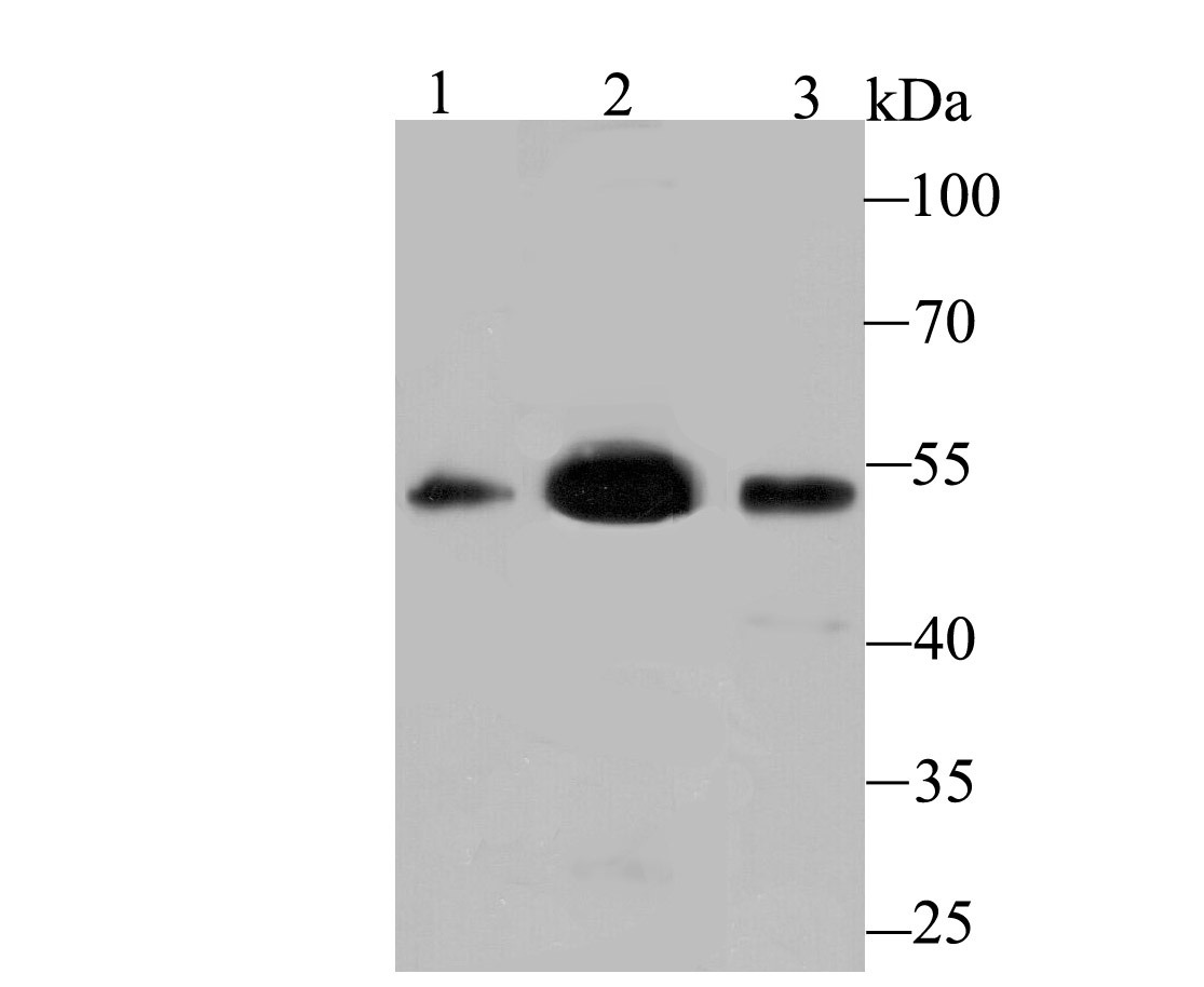 Anti-MEIS2 Antibody (3Y477)