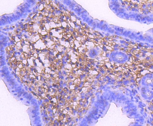 Anti-MAP2K1 Antibody (3D339)