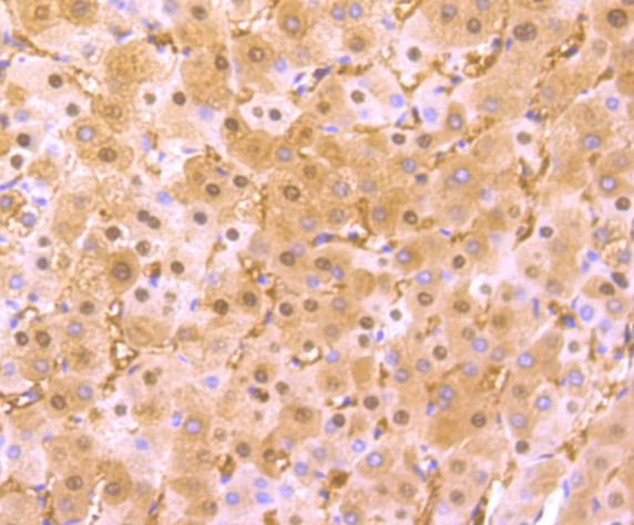 Anti-Arginase 1/ARG1 Antibody (1O924)