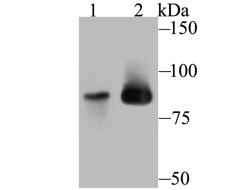 Anti-MCM5 Antibody (9C193)
