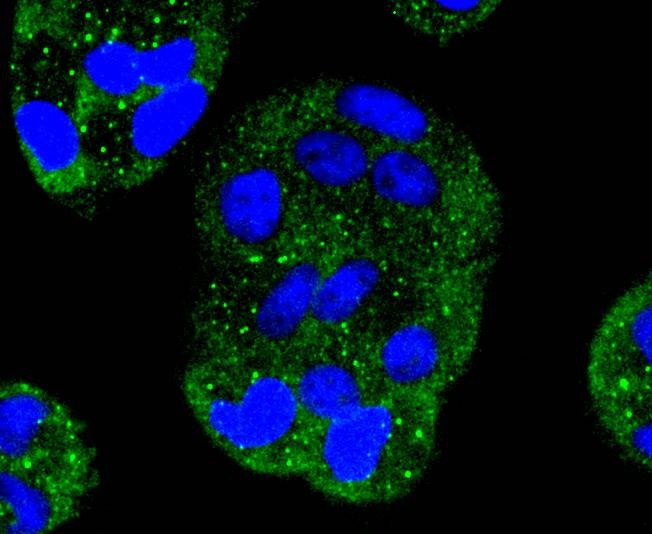 Anti-MAP2K1 Antibody (3D339)