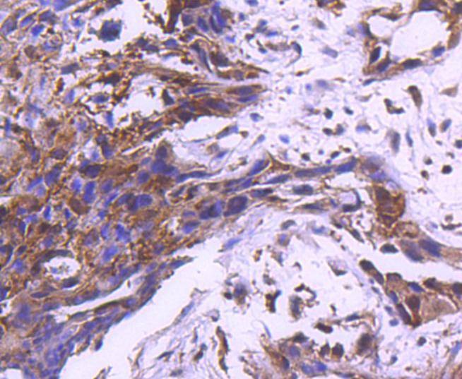 Anti-MAP2K1 Antibody (3D339)