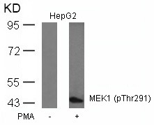 Anti-Phospho-MAP2K1 (Thr291) Polyclonal Antibody